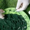 spirulina cápsulas o en polvo