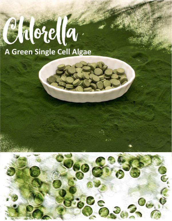 chlorella